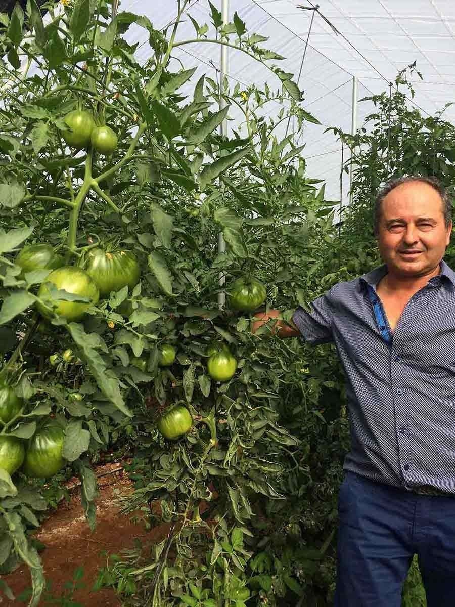 Un hombre está parado frente a una planta de tomates en un invernadero.