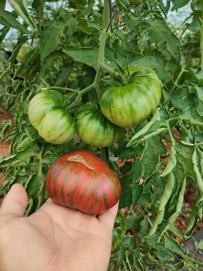 Una persona sostiene un tomate en su mano delante de una planta de tomates.