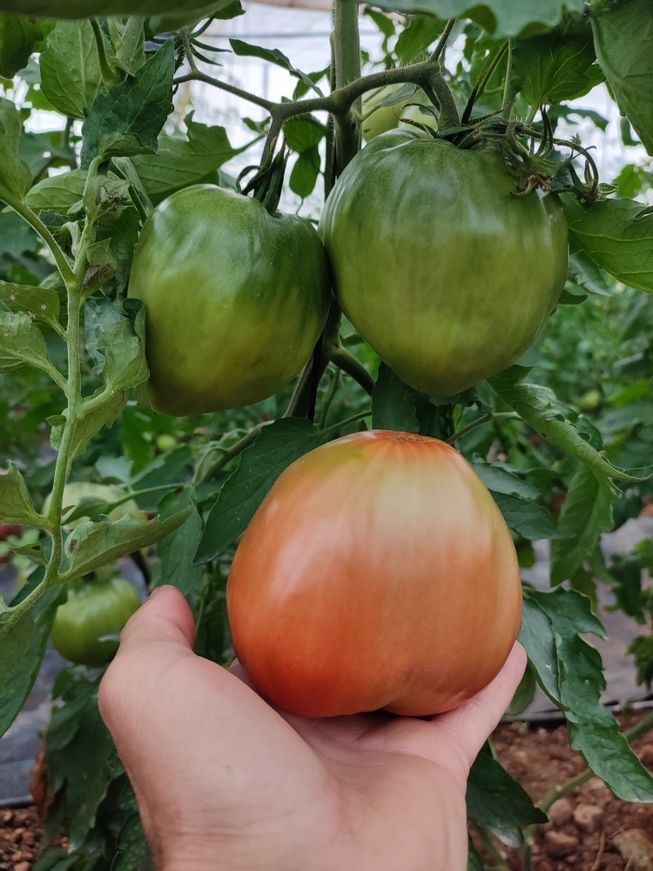 Una persona sostiene un tomate grande en su mano.