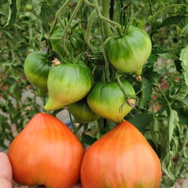 Una persona sostiene un ramo de tomates verdes y naranjas.