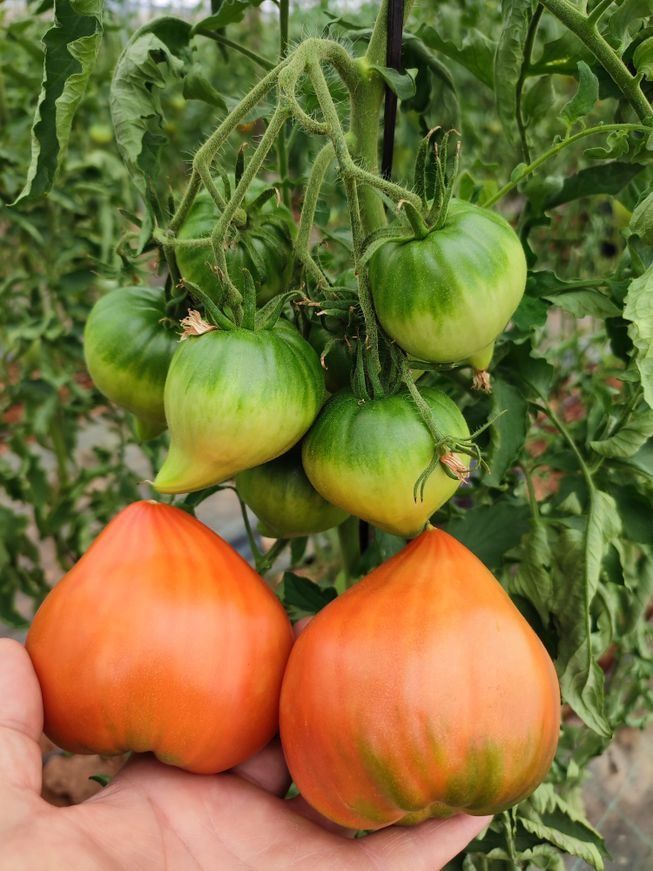 Una persona sostiene un montón de tomates en su mano.