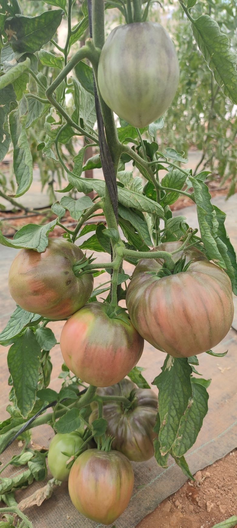 Un montón de tomates creciendo en una vid en un invernadero.