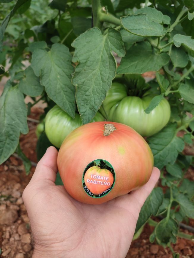 Una persona sostiene un tomate rosado en su mano frente a una planta de tomates.