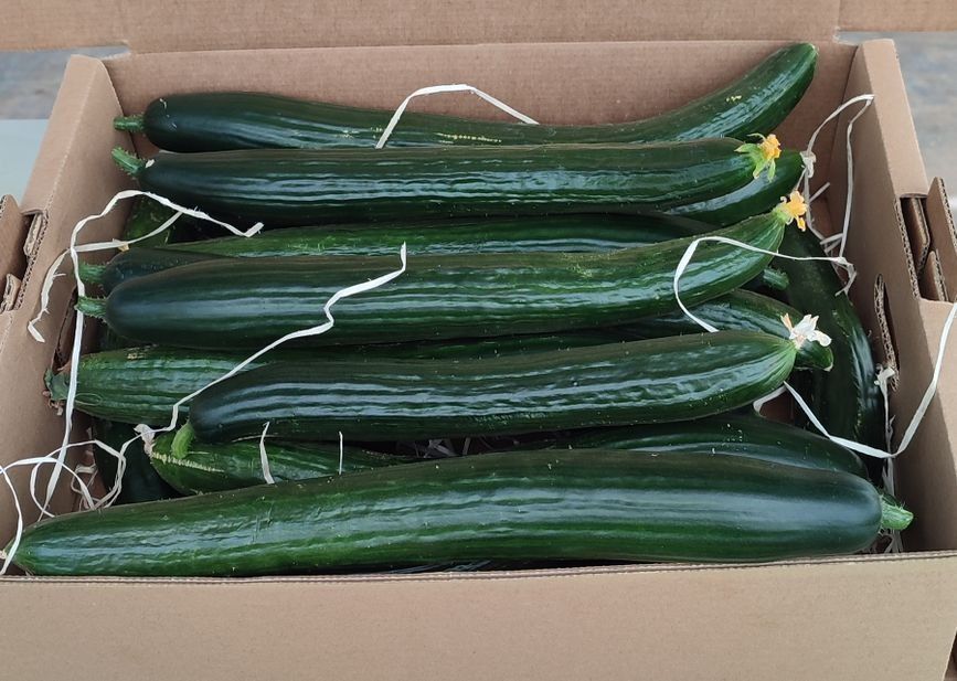Una caja de cartón llena de pepinos verdes largos