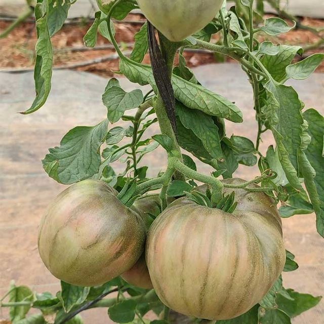 Un montón de tomates están creciendo en una vid
