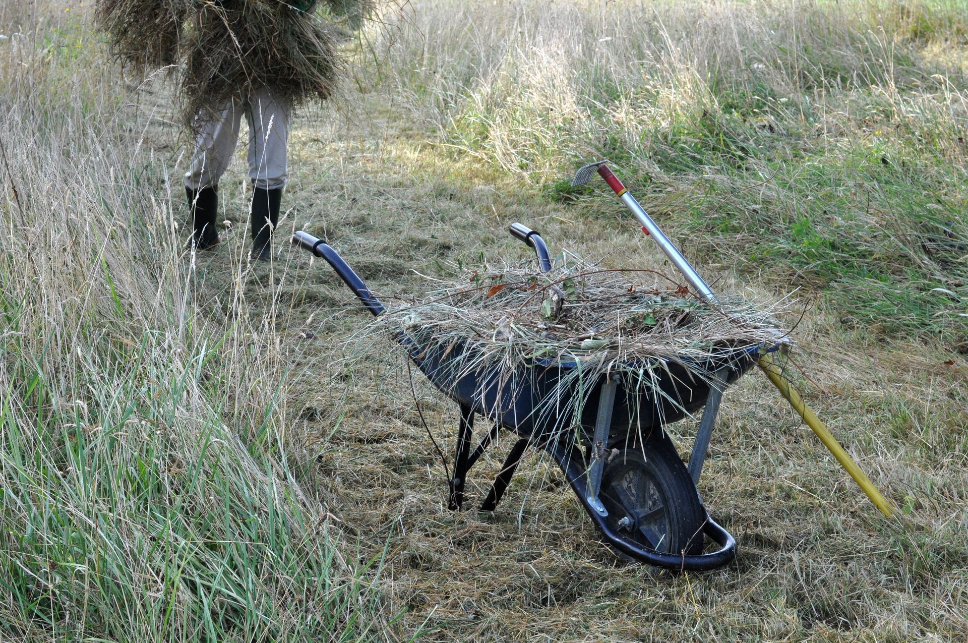 Une brouette remplie d'herbe coupée.