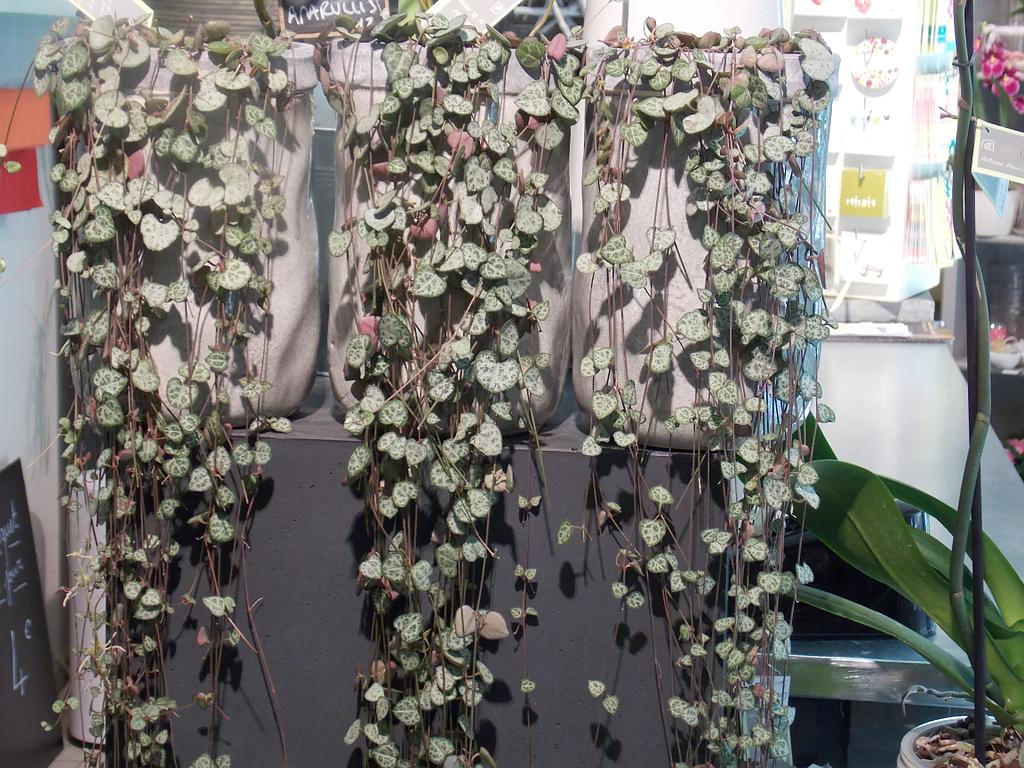 Ceropegia dans de grands vases