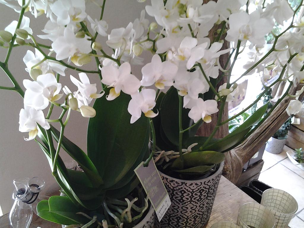 Phalaenopsis blancs