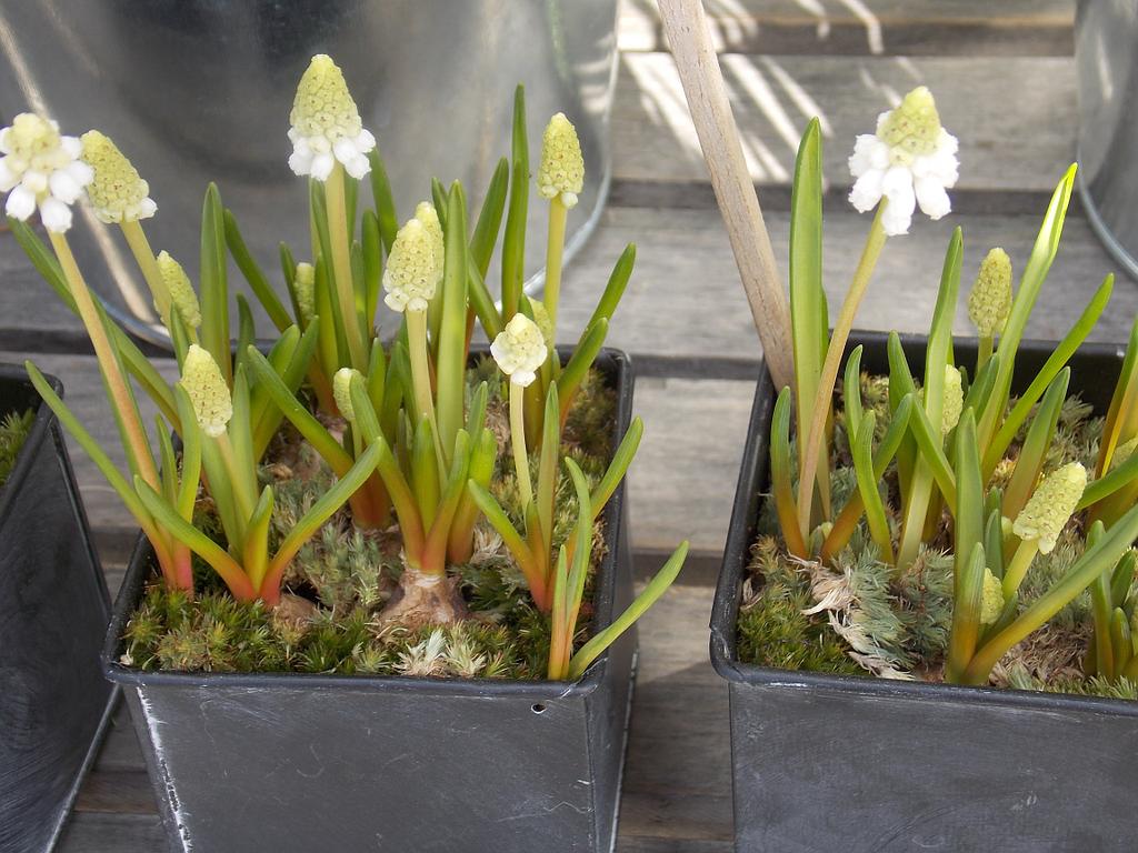 Plants de muscari