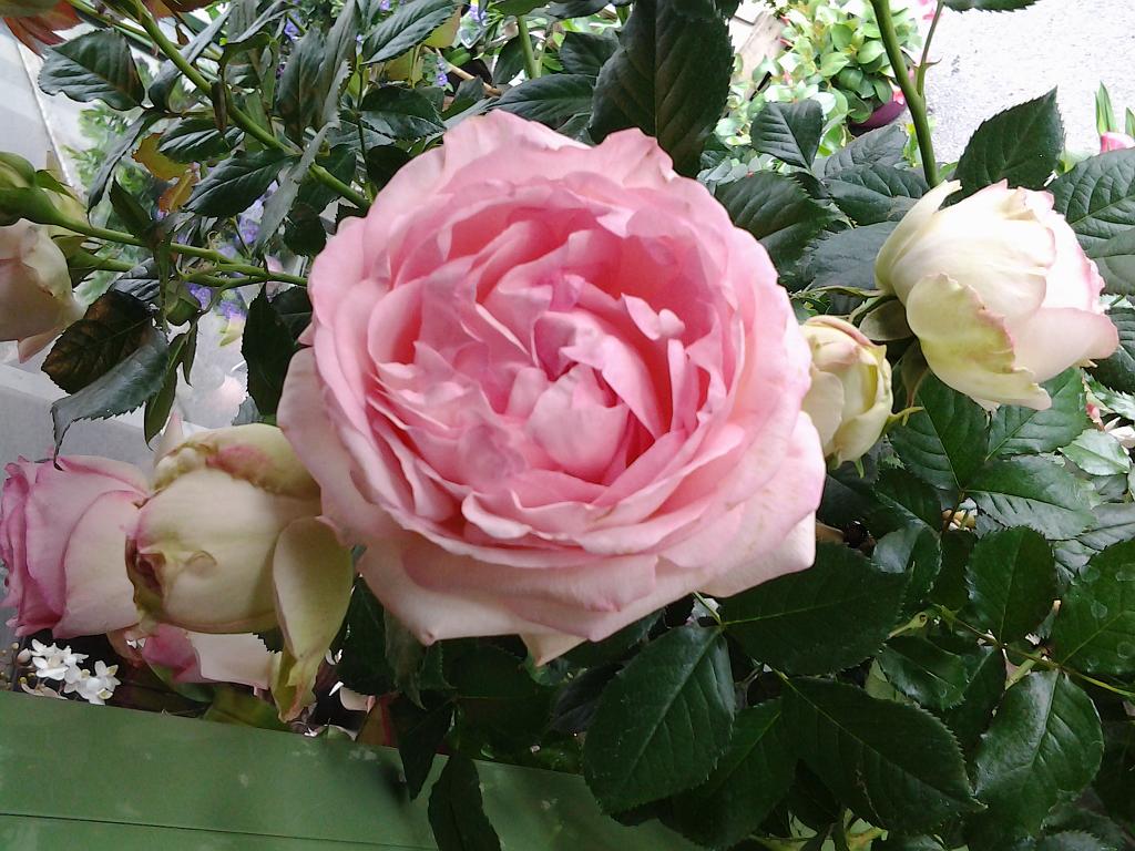 Rosier Pierre de Ronsard