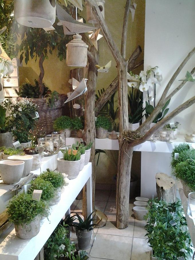 Plantes vertes d'intérieur disponibles chez votre artisan fleuriste à Rennes