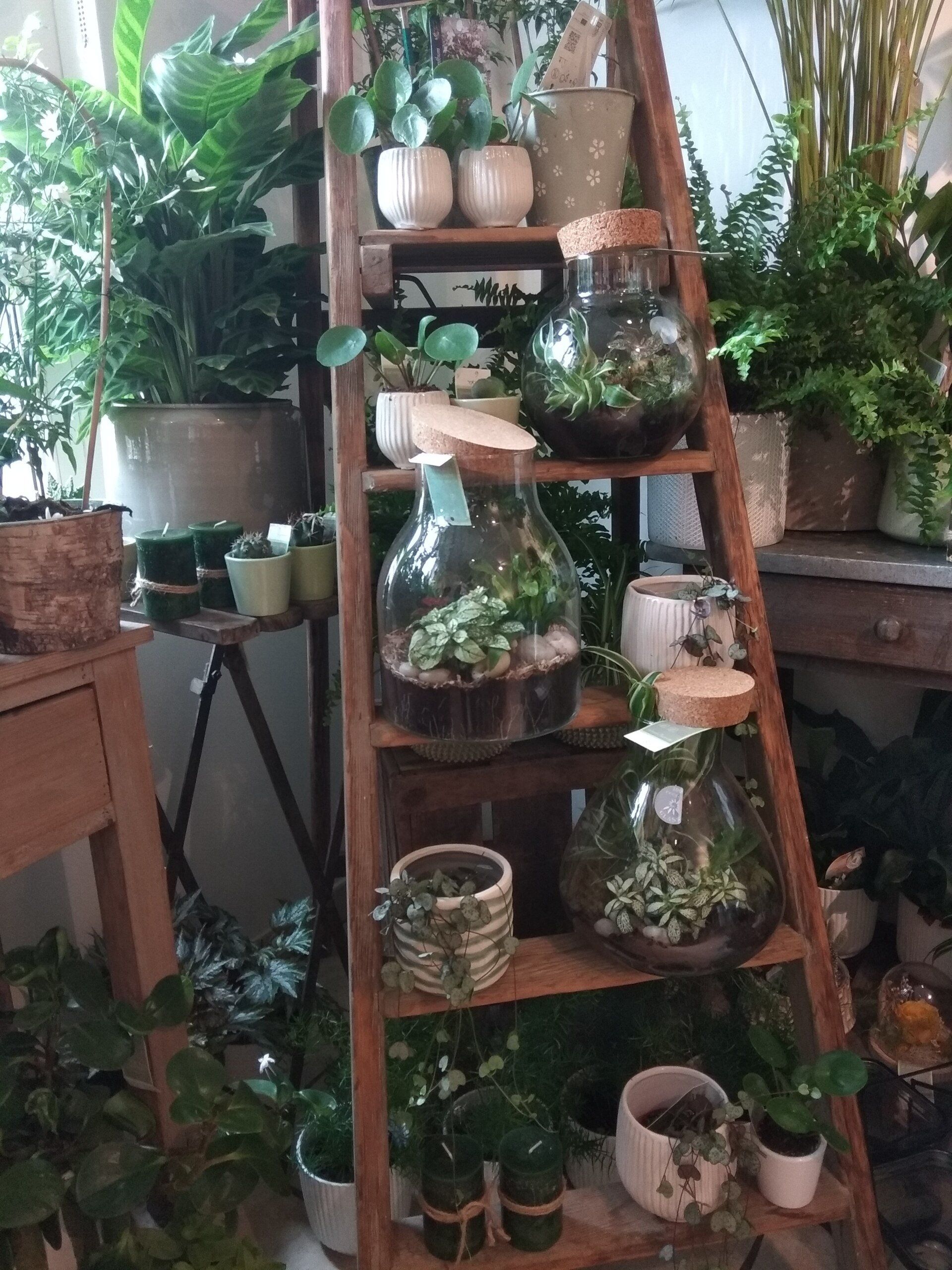 Étagères avec plantes en pot