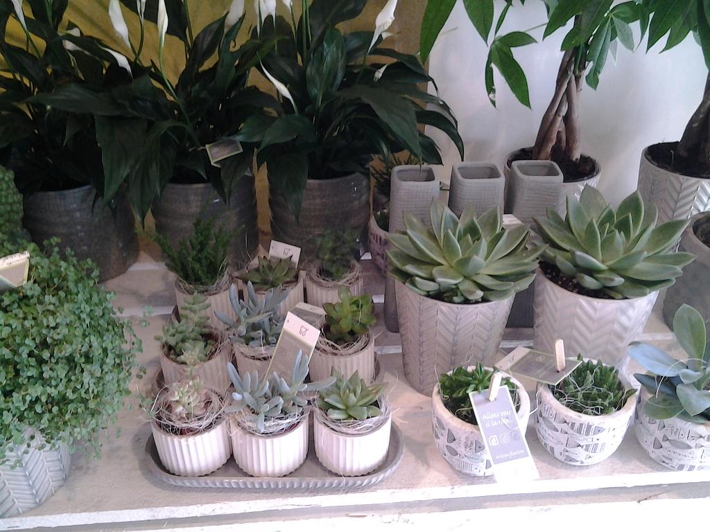 Petites plantes grasses