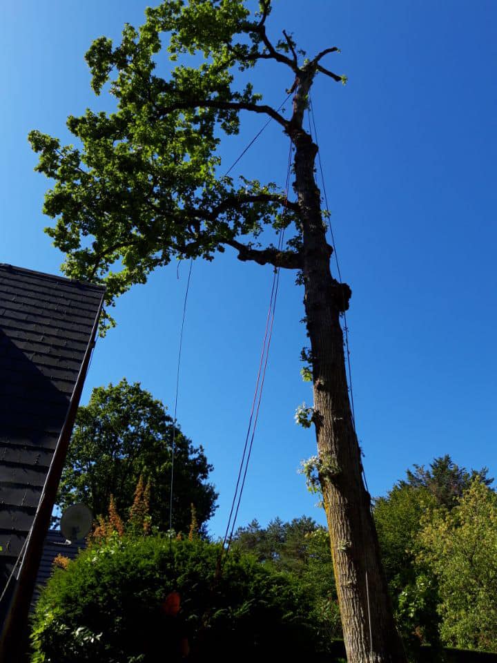 Abattage d'un chêne par démontage