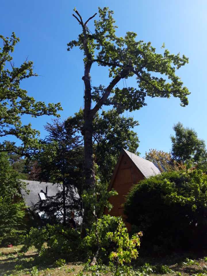 Abattage de chêne par démontage