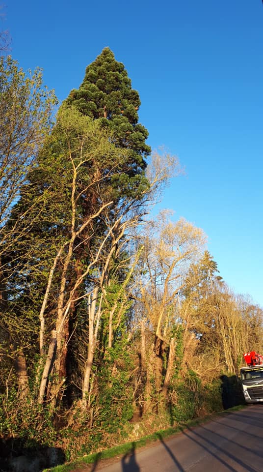 Intervention sur un séquoia