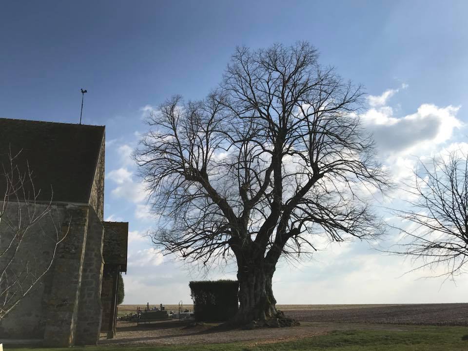 Taille raisonnée d'un tilleul de Sully