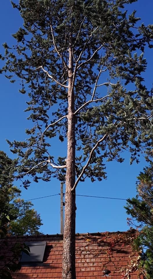 Taille sanitaire d'un cyprès, nettoyage de bois mort