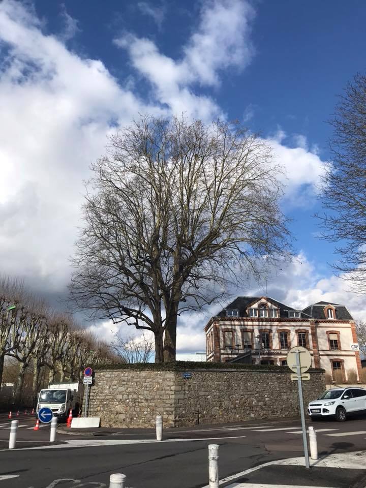 Taille raisonnée d'un platane