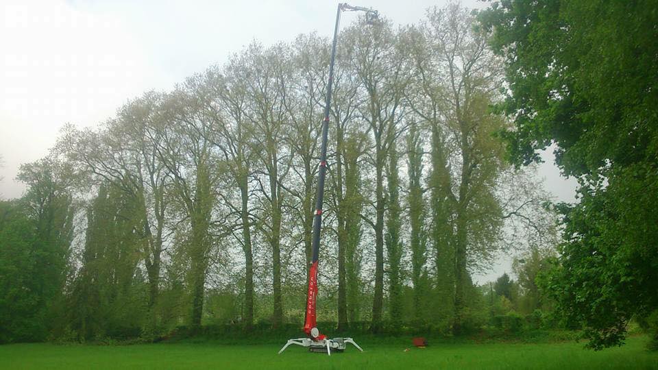 Élagage et abattage des arbres