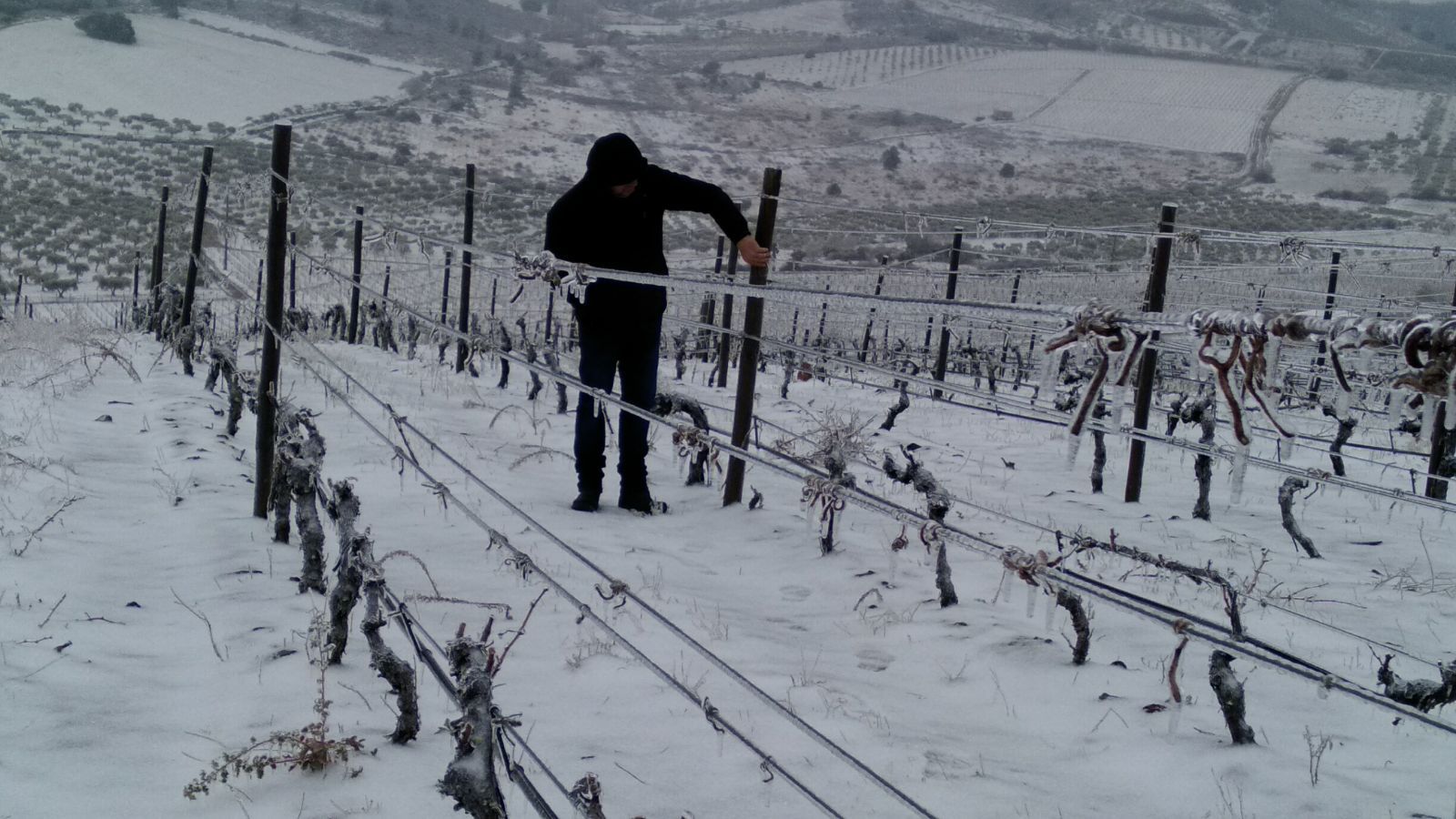 vinha no inverno, com neve