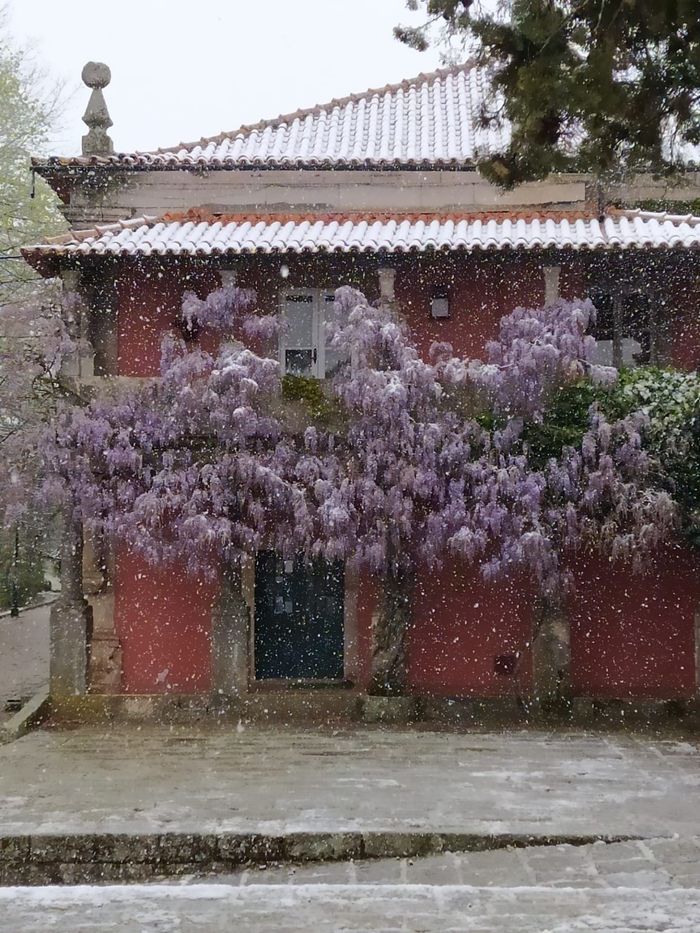 casa vermelha no inverno, coberta de neve e cercada por flores roxas
