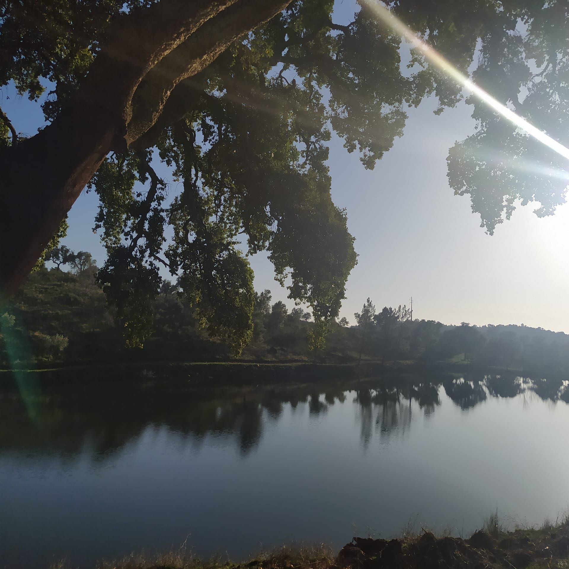 O sol a brilhar através das árvores sobre um lago
