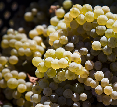 Cachos de uvas brancas