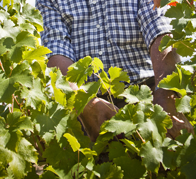 Indivíduo na vindima