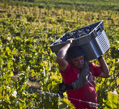 Homem a carregar caixa de uvas no ombro