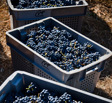 caixa grande com uvas tintas
