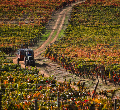 trator a percorrer caminho numa vinha