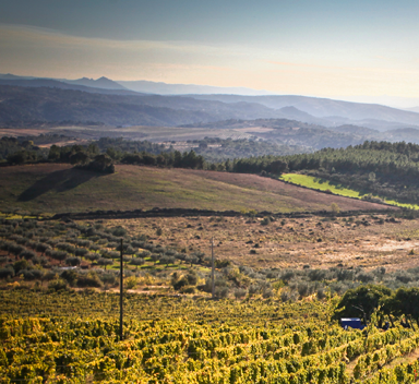 vista de vinha grande