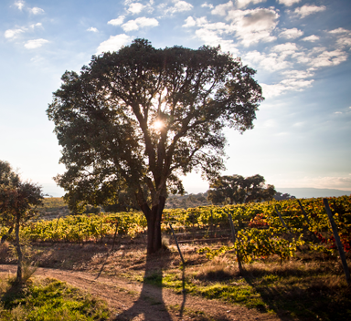 árvore no meio de uma vinha