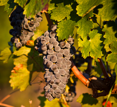 cachos de uvas tintas