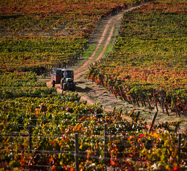 trator a percorrer caminho numa vinha