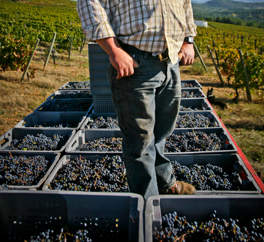 Um homem de camisa xadrez está parado em frente a caixas de uvas