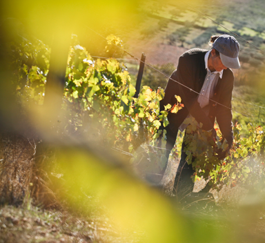 Mulher a colher uvas numa vinha