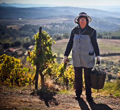 Uma mulher de chapéu e avental carrega um balde de uvas