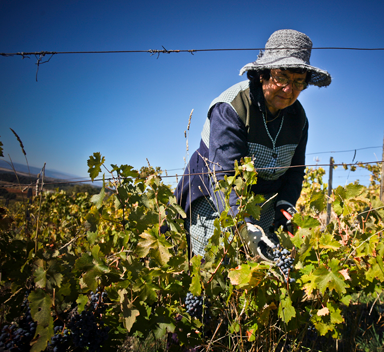 mulher a colher uvas
