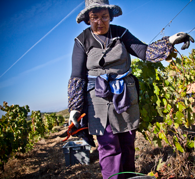 Mulher a colher uvas numa vinha