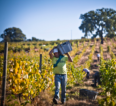 Homem a carregar caixa de uvas no ombro