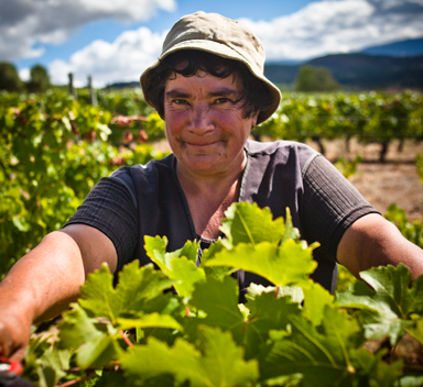 Mulher a colher uvas numa vinha