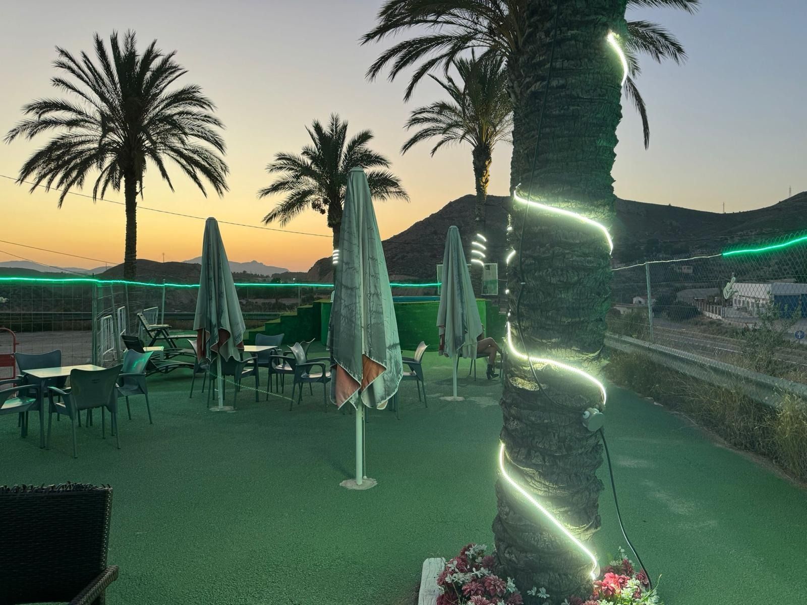 Una palmera con una cadena de luces a su alrededor.