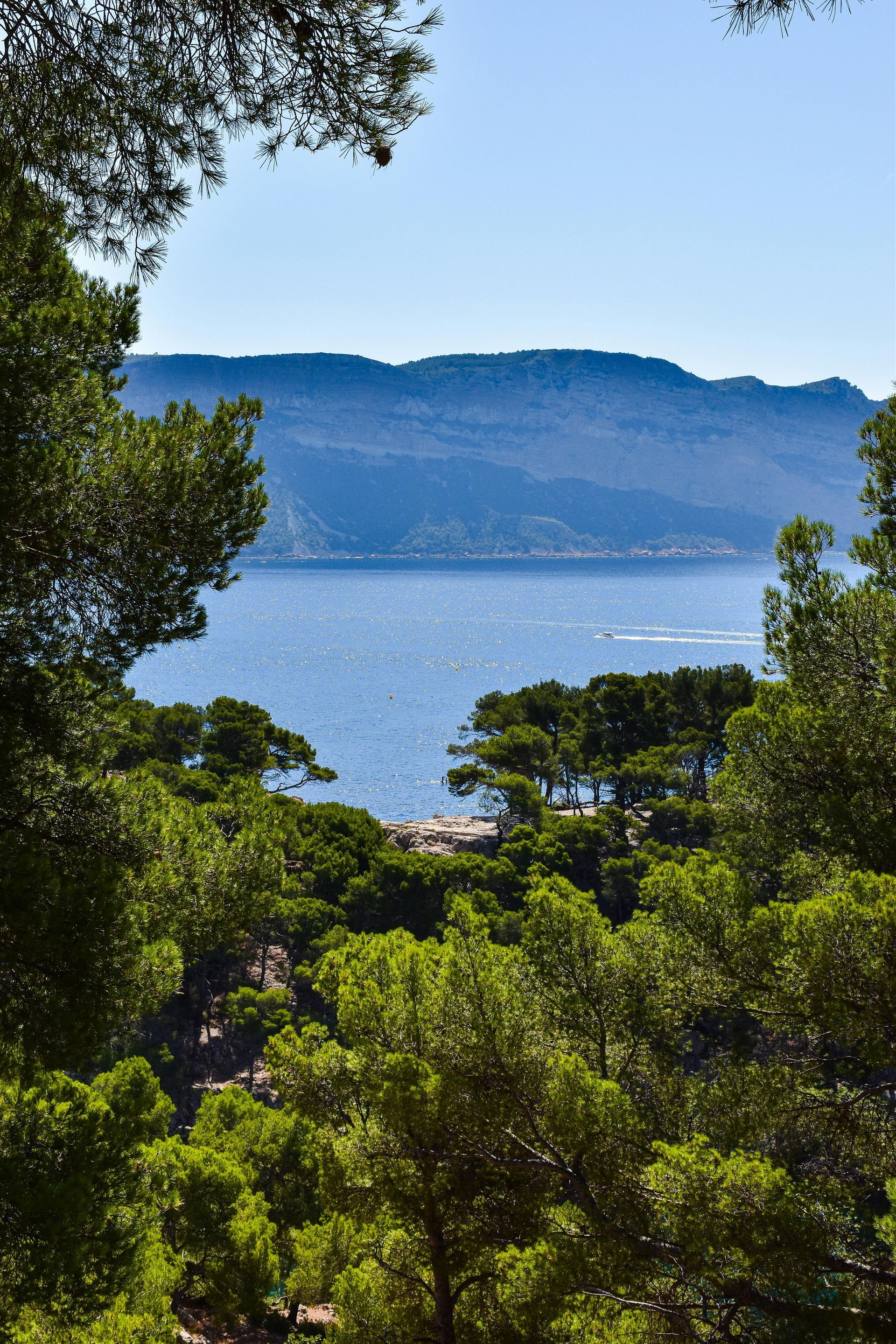 Une vue pittoresque sur une mer bleue et une montagne au loin, encadrée par une végétation luxuriante de pins verts au premier plan.