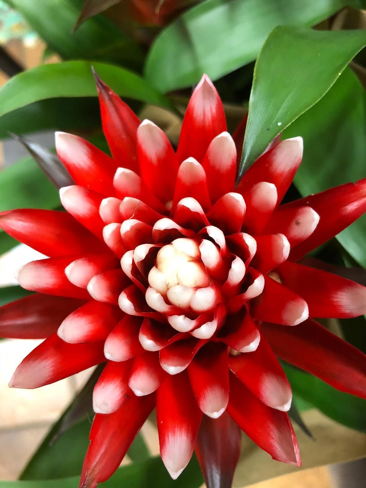 Blumen