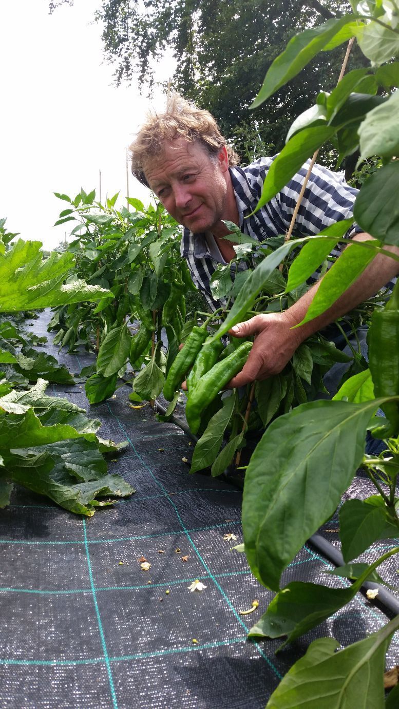 Mann zeigt Paprikaschoten im Gewächshaus