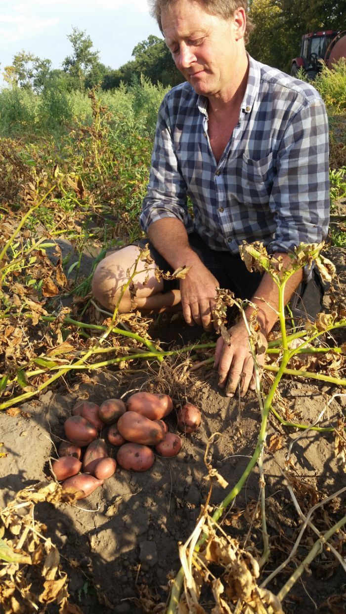 Mann zeigt Kartoffeln auf einem Feld