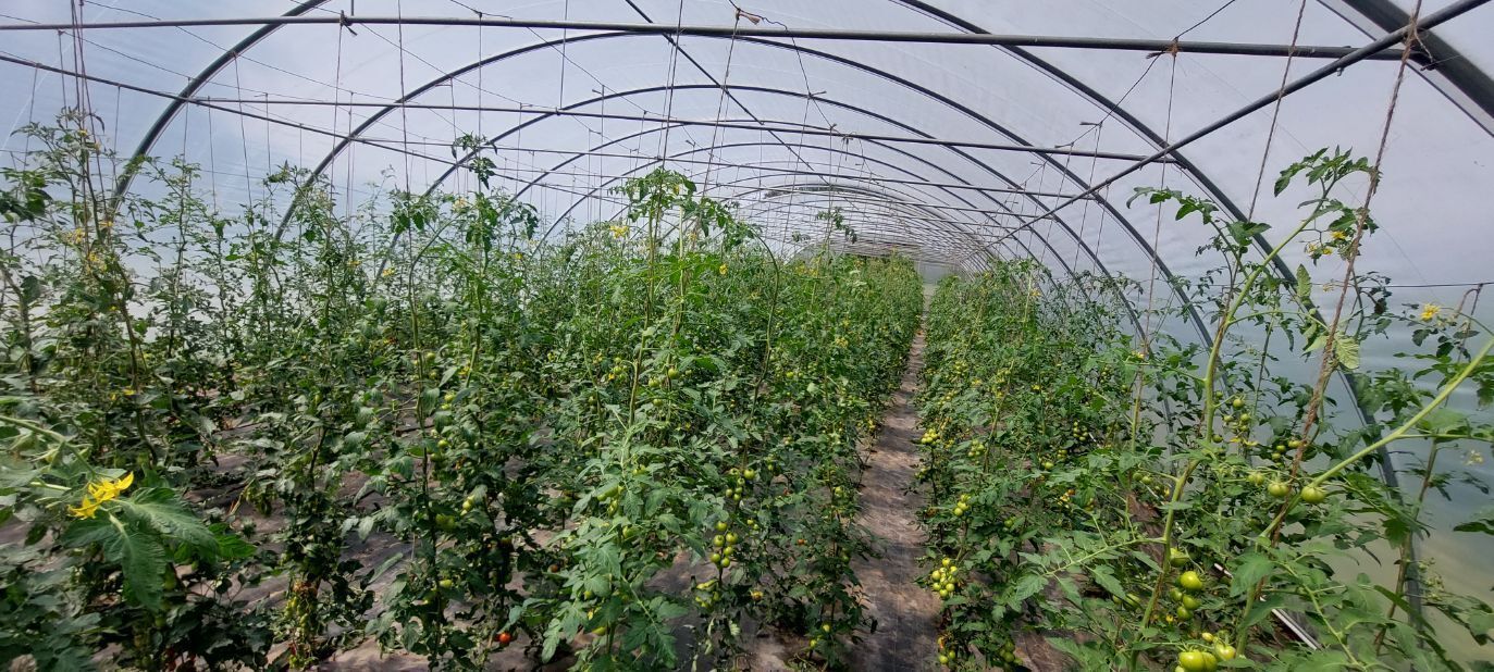 Tomatenpflanzen im Gewächshaus