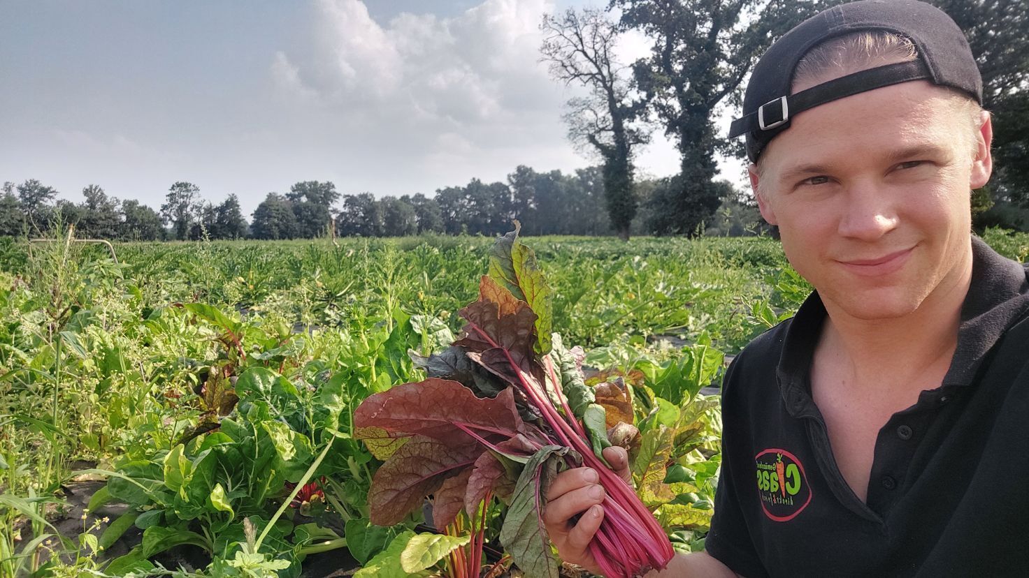 Mann zeigt Rhabarber auf einem Feld